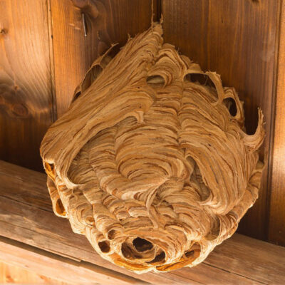 Wasp Nest Removal