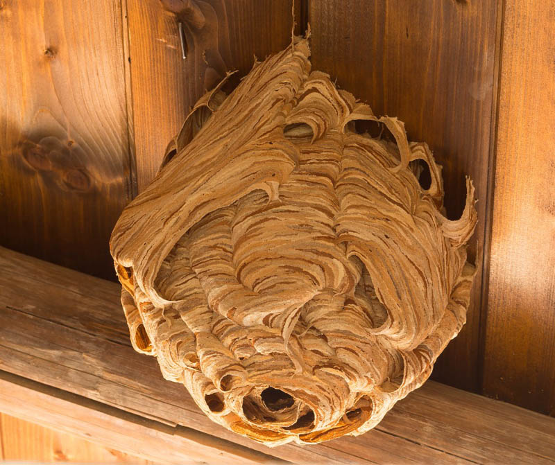 Wasp Nest Removal