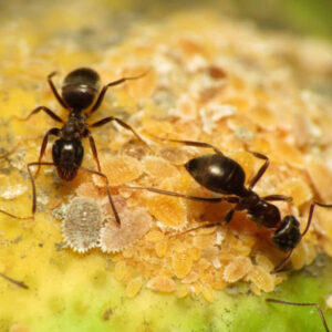 Ant Control