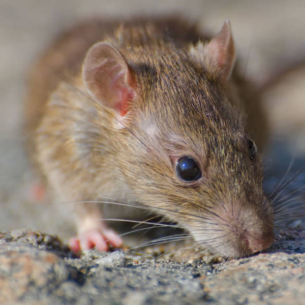 Rats