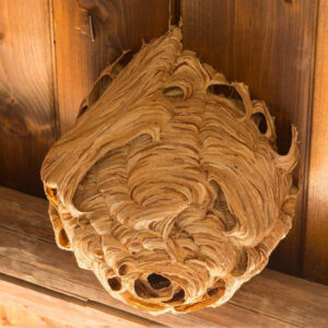 wasp nest