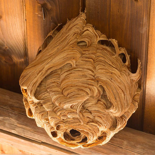 wasp nest